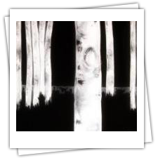 Rapid Events - Artistry